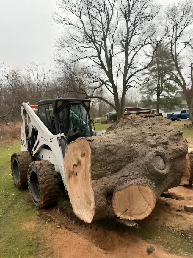 Skid steer lifting a large excavated root ball