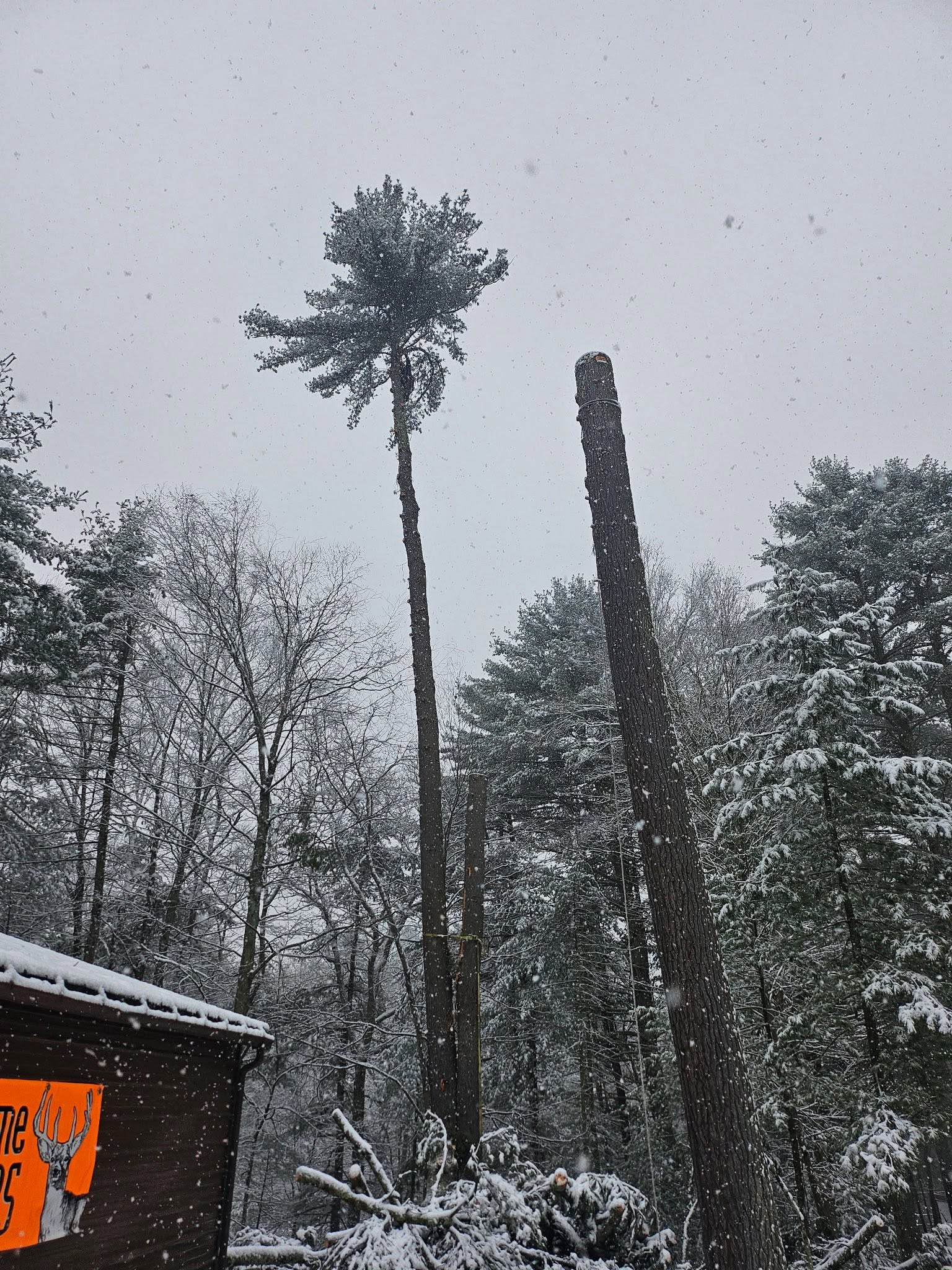 Bucket labeled Hahn's Tree Service raised into a pine tree with a chainsaw resting on the ground below a speed limit sign