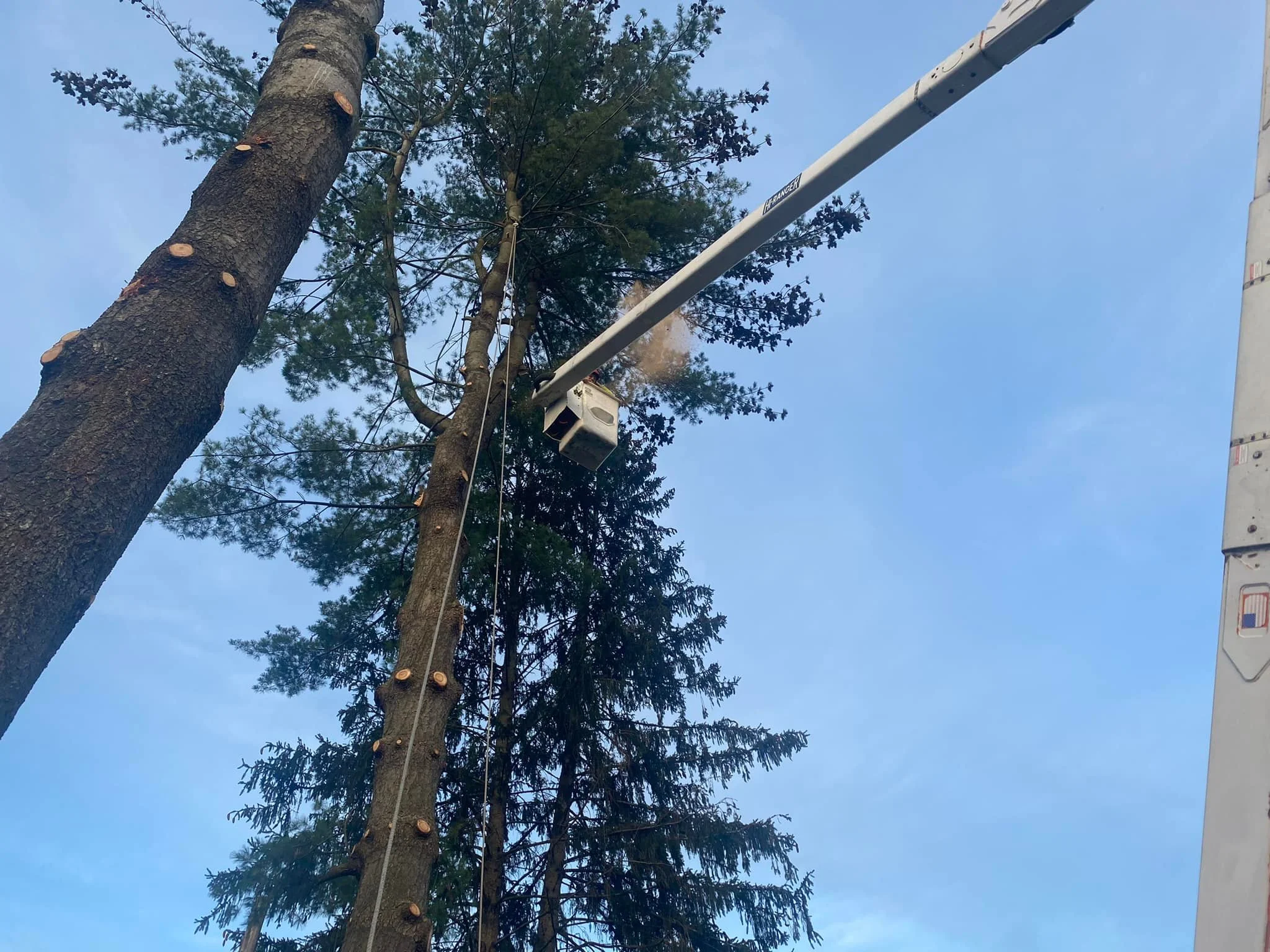 Hahn's Tree Service bucket truck boom limbing a tall pine against the sky near Wind Gap PA