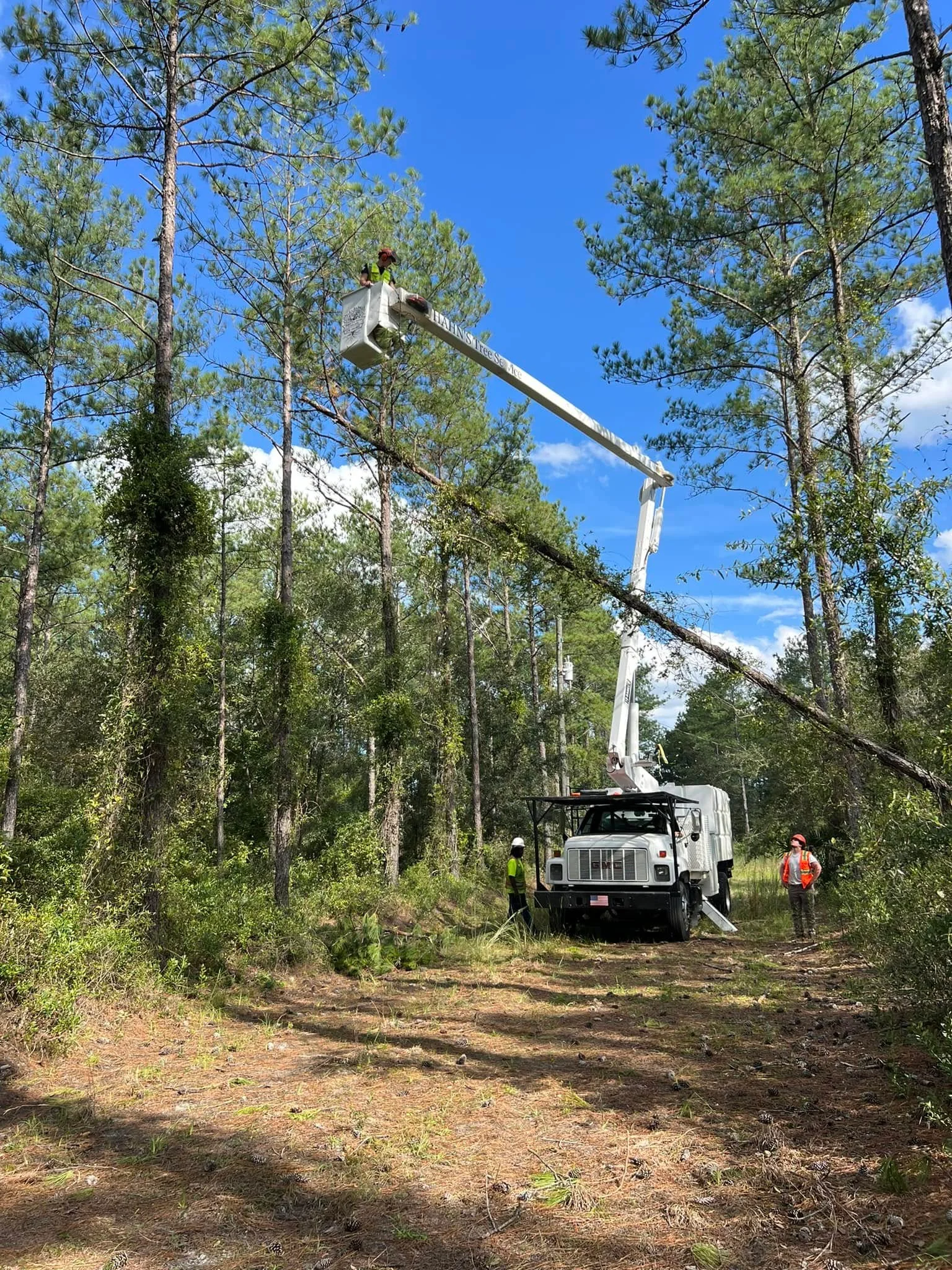 Crew and bucket truck clearing pines at the edge of a forest