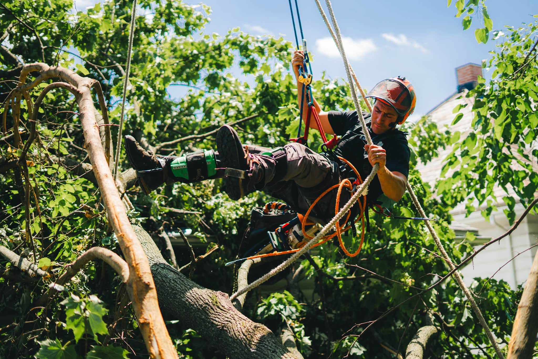 Hahn's Tree Service climber rigged in harness and rope, chainsaw in hand, working high in a tree canopy