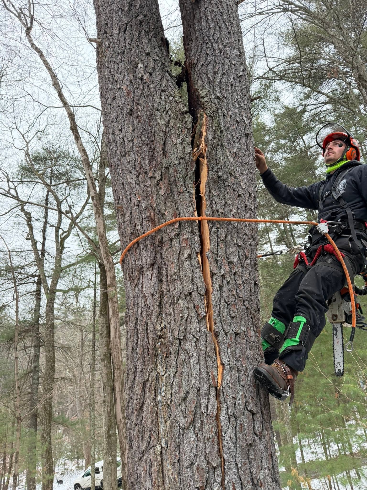 Climber in spikes and harness ascending a large pine trunk with a rope and chainsaw