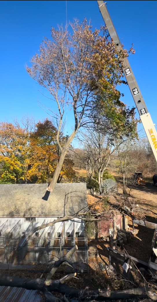 Hahn's Tree Service crane performing a sectional tree removal on a wooded lot in Bethlehem PA