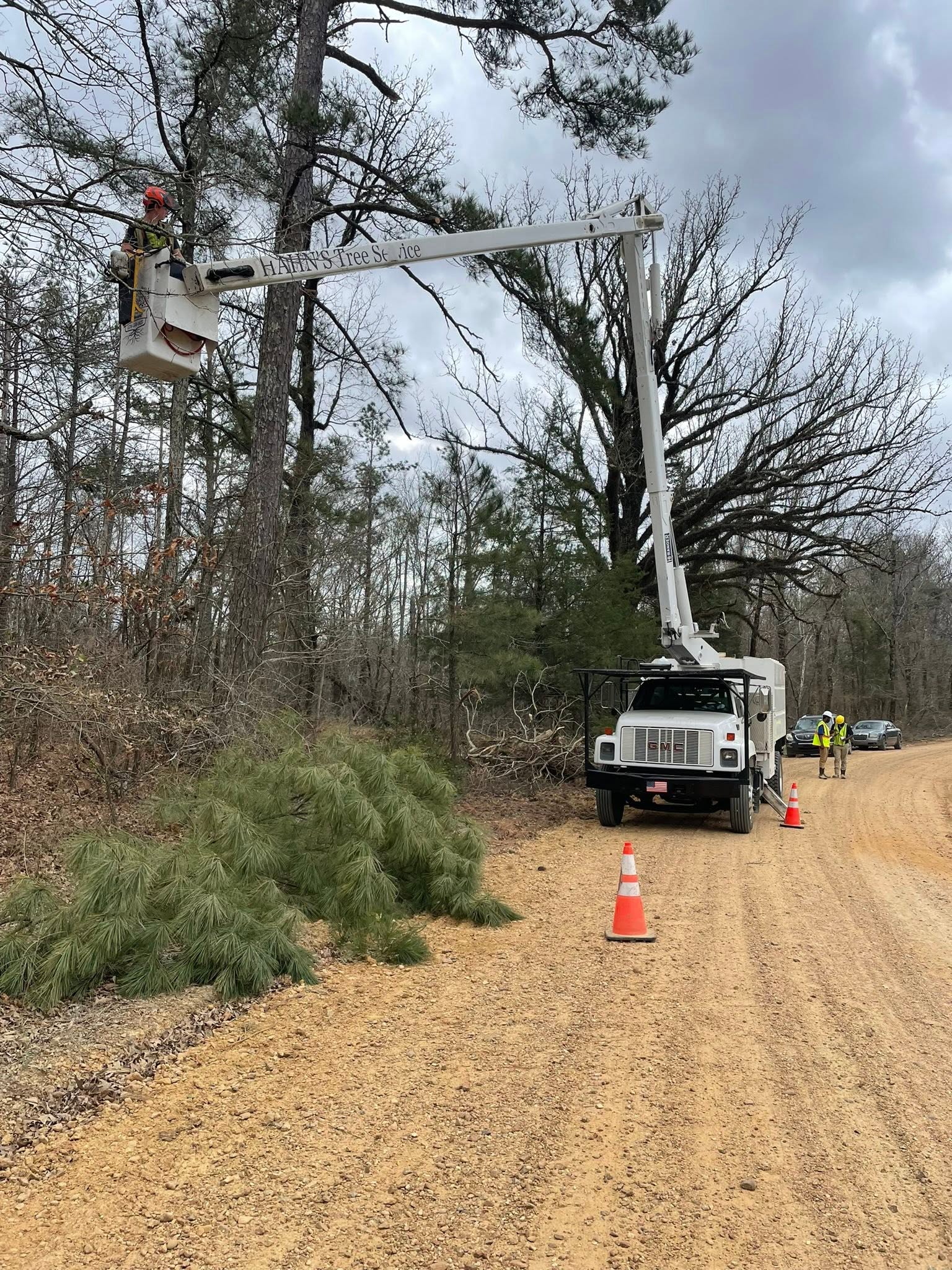 Branded GMC bucket truck with Hahn's Tree Service lettering on the boom, reaching into forest along a dirt road