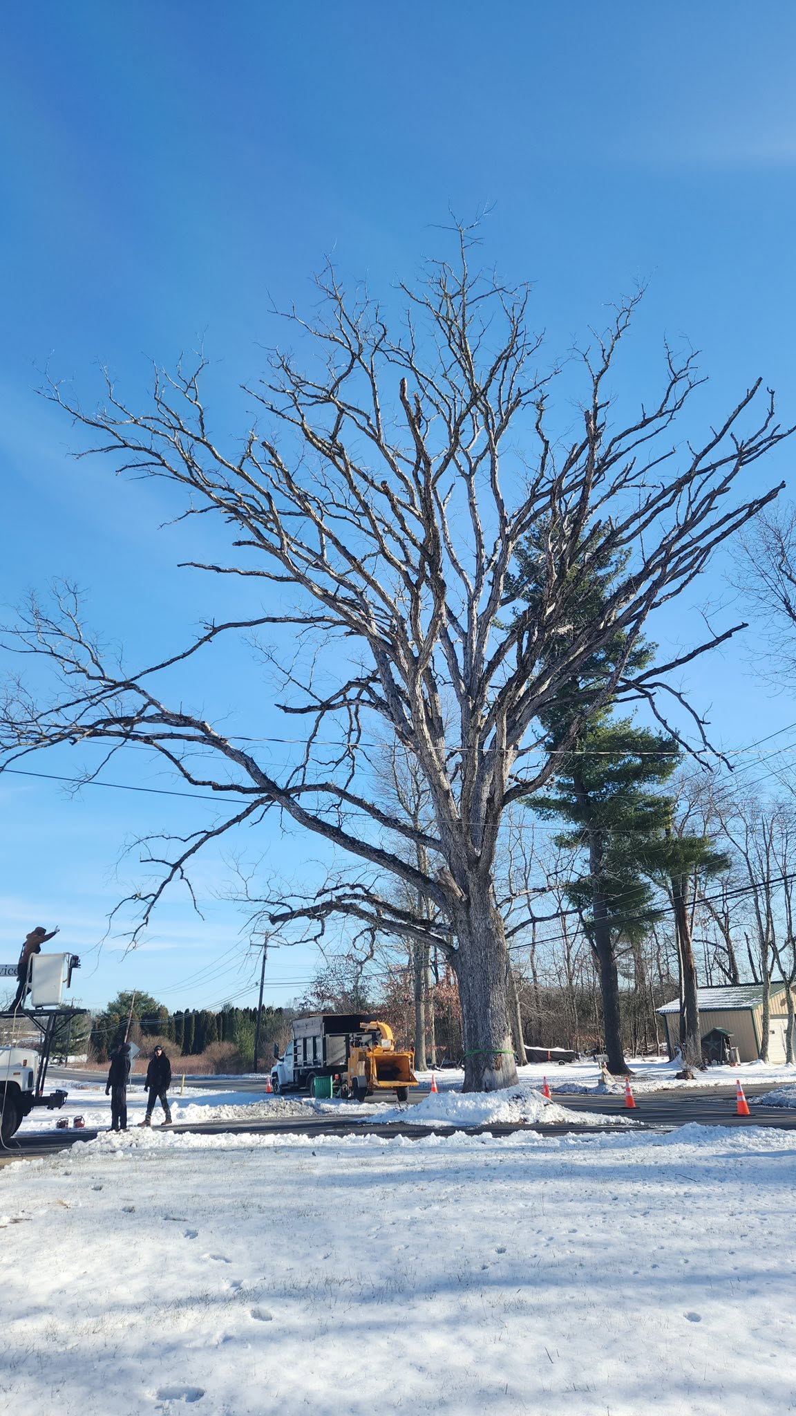 Large mature oak tree fully pruned back to a bare canopy with a chipper truck parked beside it in the snow