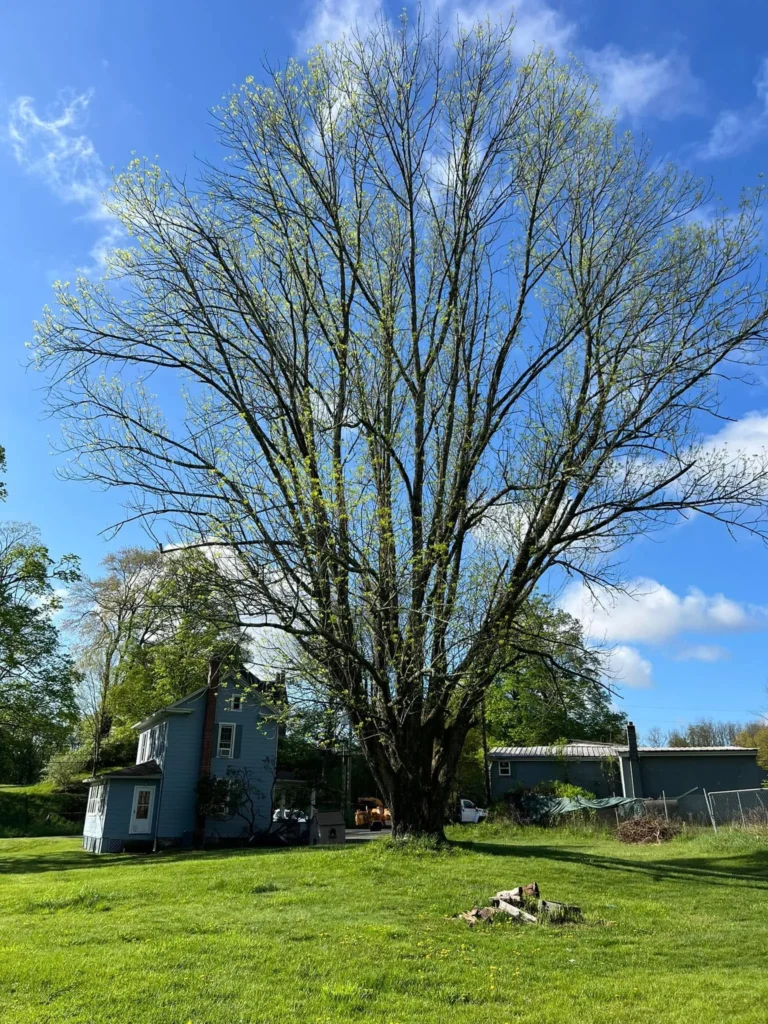 Mature shade tree pruned back over a residential lawn